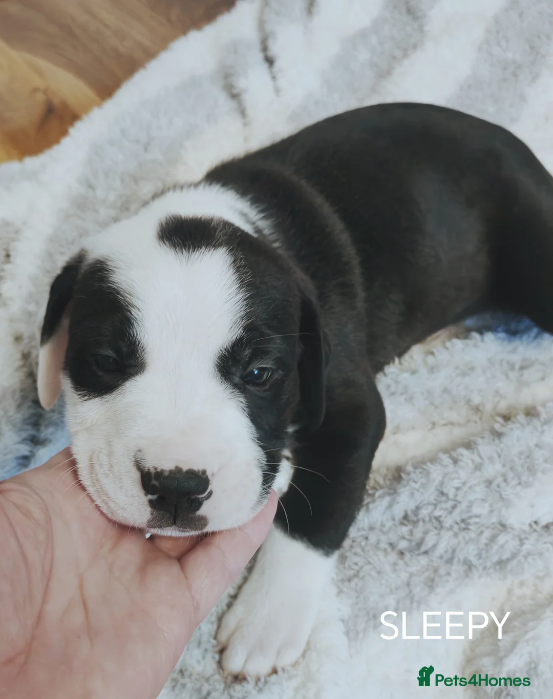 Mixed Breed dogs for sale:  REDUCED!! 2 OLD TYME BORDER COLLIE PUPPIES!  - Advert 15