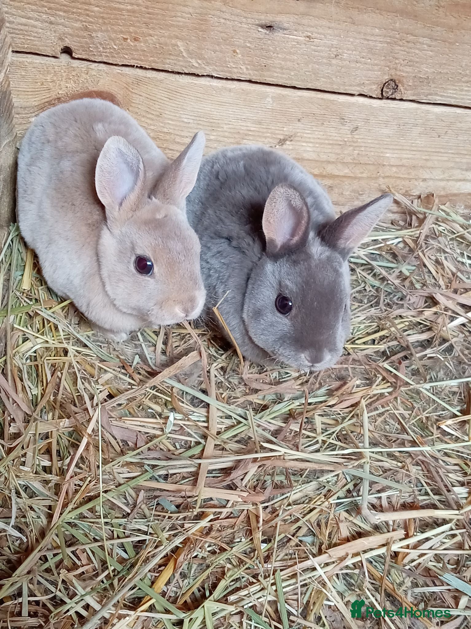 Rex rabbits Mini Rex babies  - Advert 2