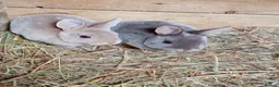 Rex rabbits for sale: Mini Rex babies  - Advert 1