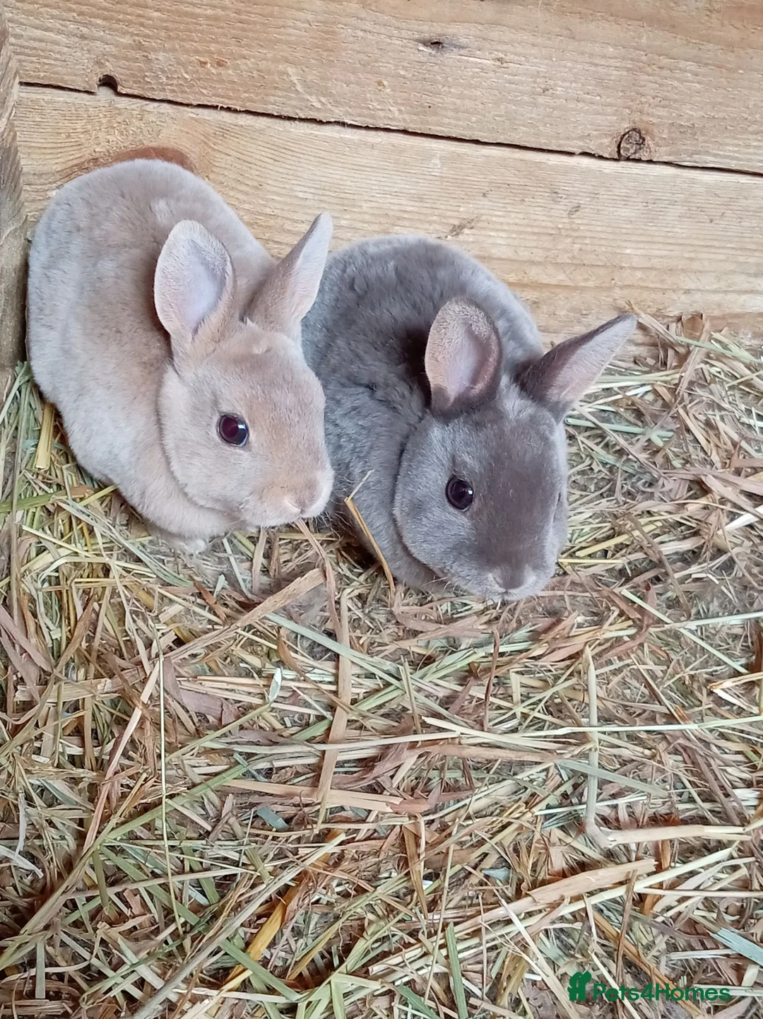 Rex rabbits for sale: Mini Rex babies  - Advert 1