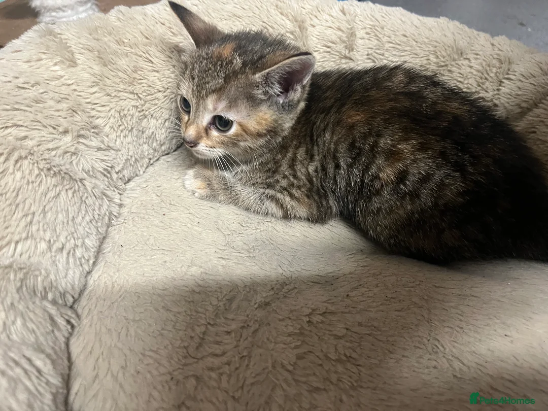 Mixed Breed cats for sale:  🐾 Stunning Mixed Tabby Kittens Available 🐾 - Advert 5
