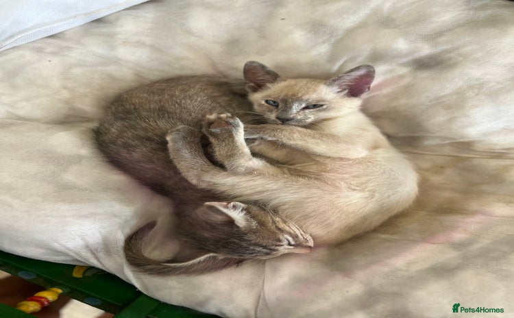 Siamese cats - Advert 1