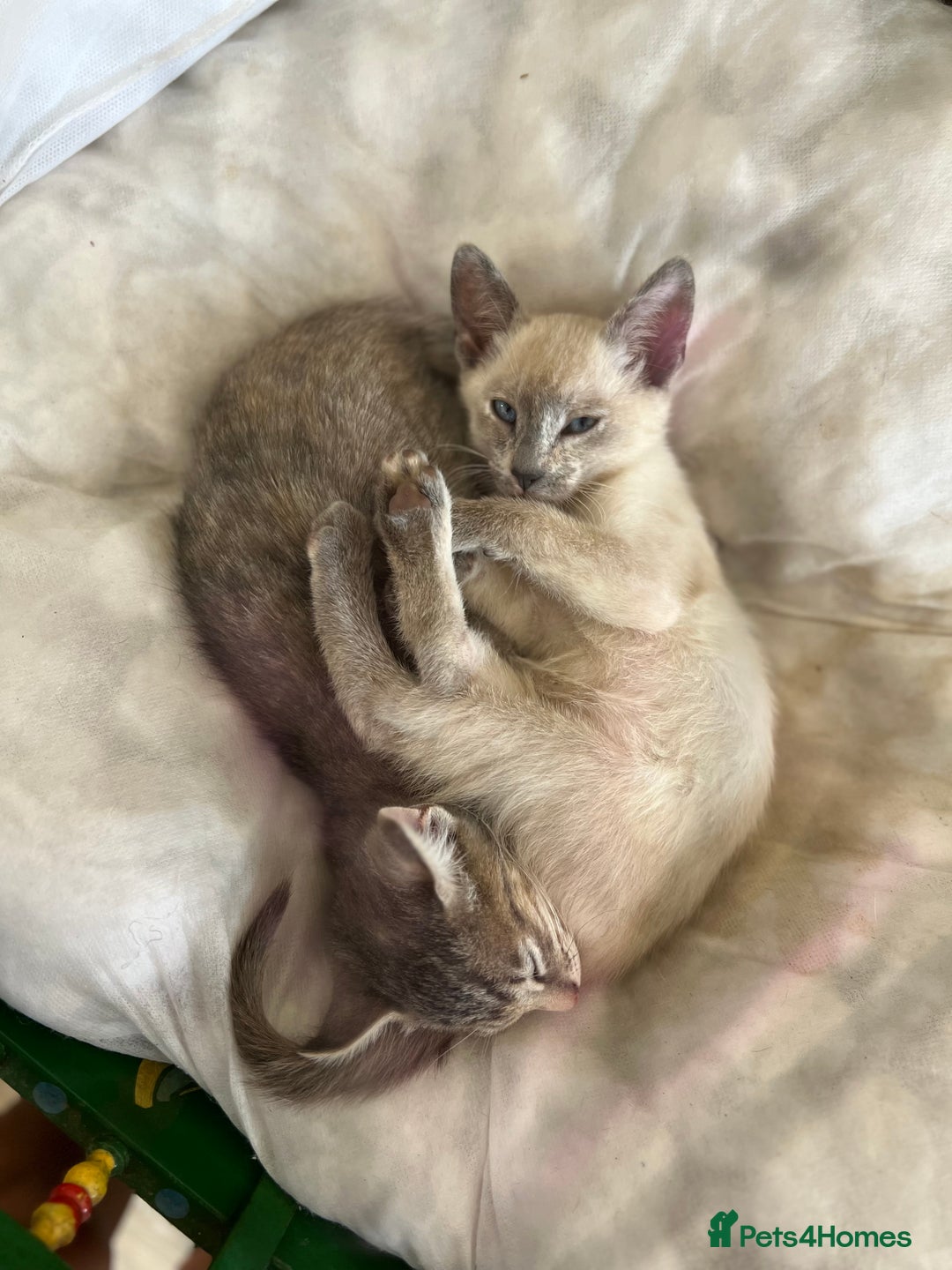 Siamese cats for sale: Siamese X kittens for sale 2 left  - Image 1