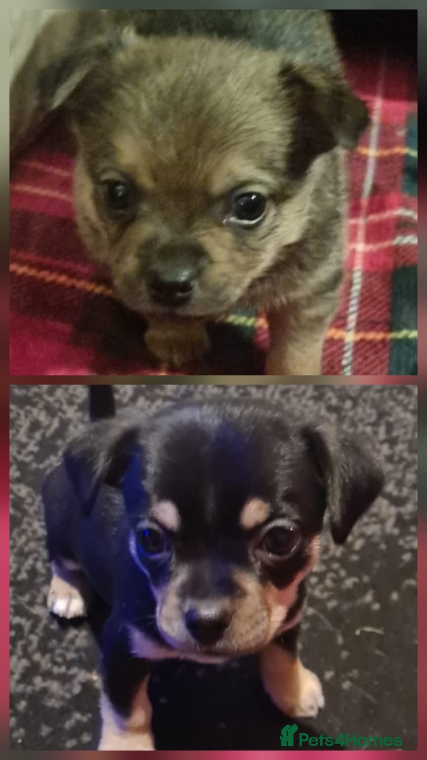 Pomchi dogs Chihuahua x pomchi - Advert 4