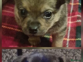Pomchi dogs Chihuahua x pomchi - Advert 10