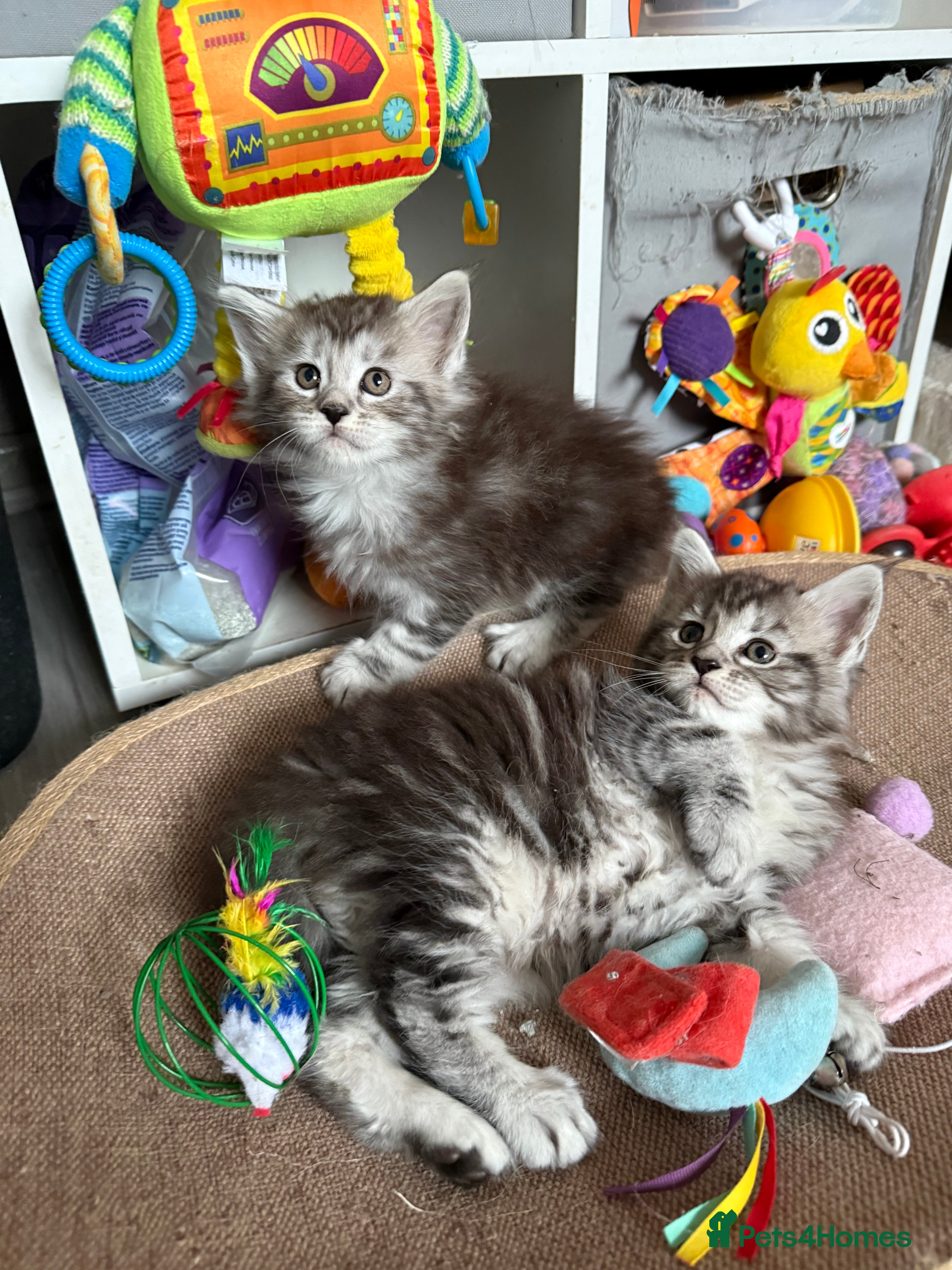 Maine Coon cats GCCF Maine coon stunning large kittens  - Advert 2