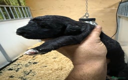 Mixed Breed dogs for sale: Bedlington x whippet Lurcher pups - Image 15
