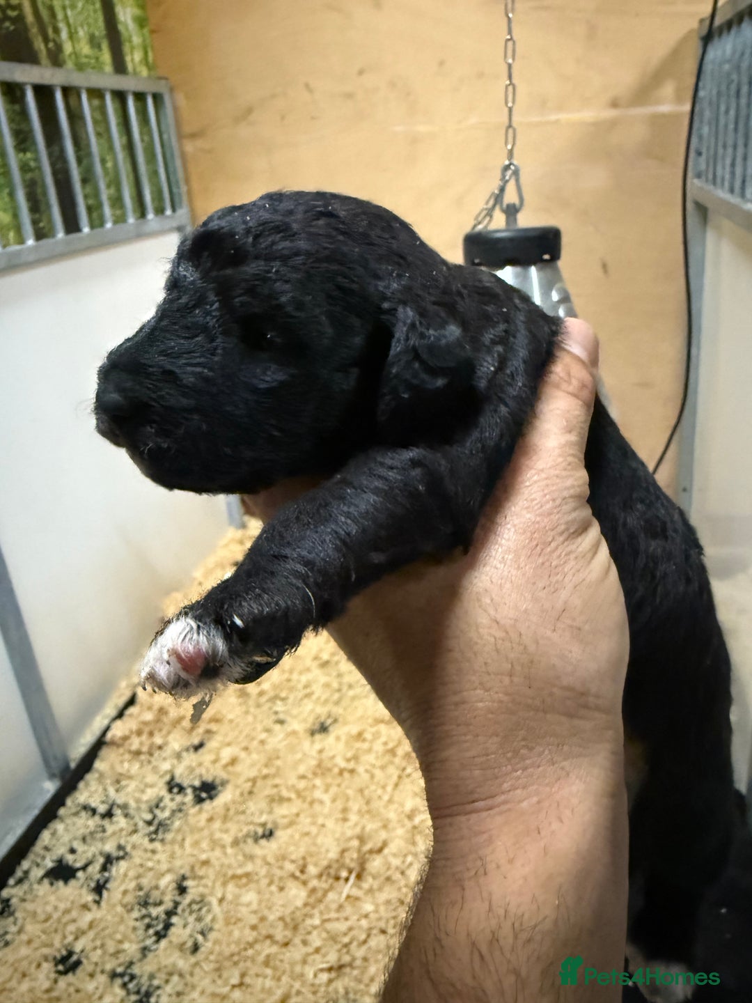 Mixed Breed dogs for sale: Bedlington x whippet Lurcher pups - Image 15