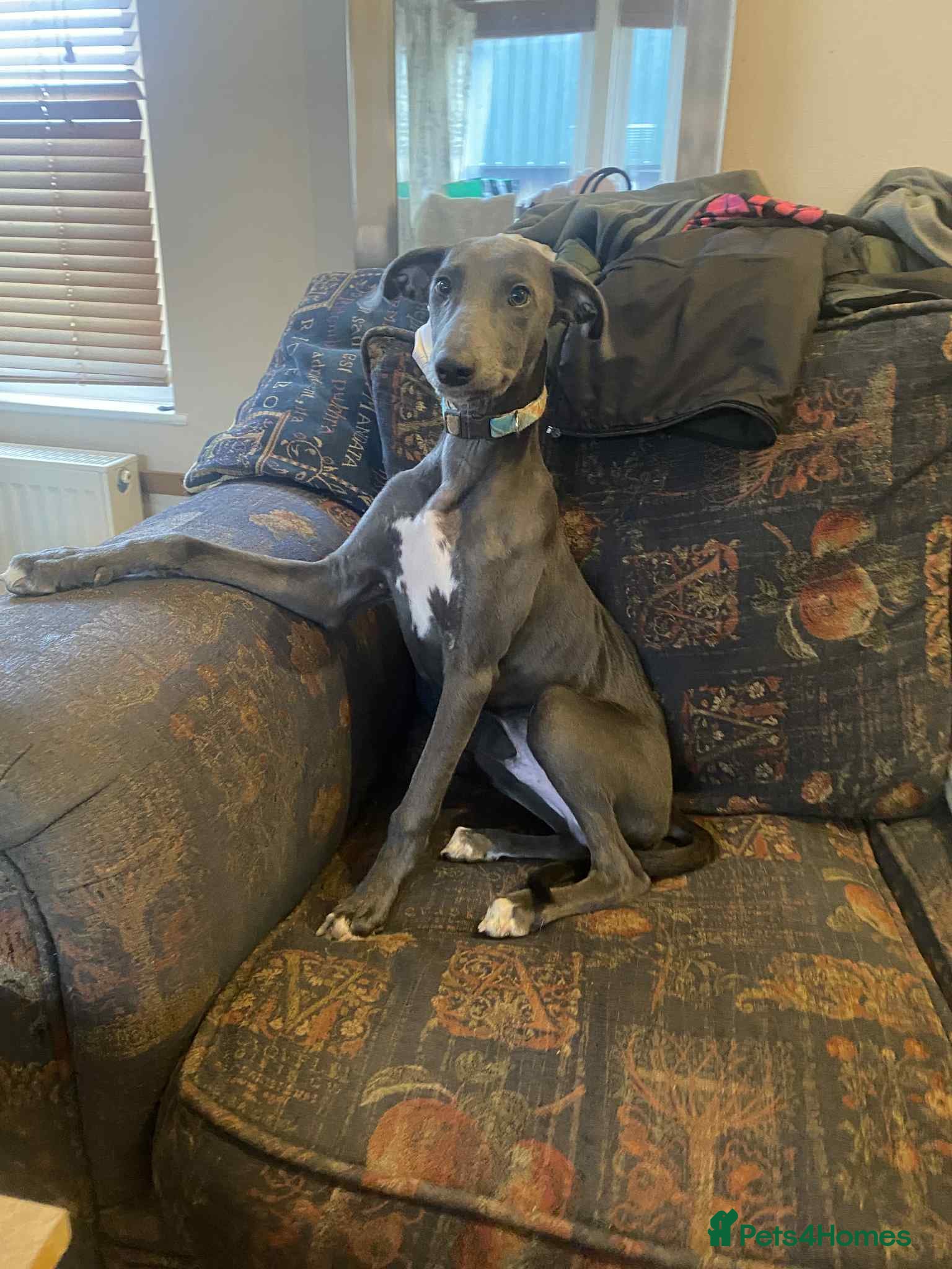 Mixed Breed dogs Beautiful Saluki x Whippet puppies - Advert 15