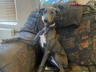 Mixed Breed dogs Beautiful Saluki x Whippet puppies - Advert 15