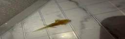 Axolotl reptiles for sale: Axolotl in Exeter - Advert 2