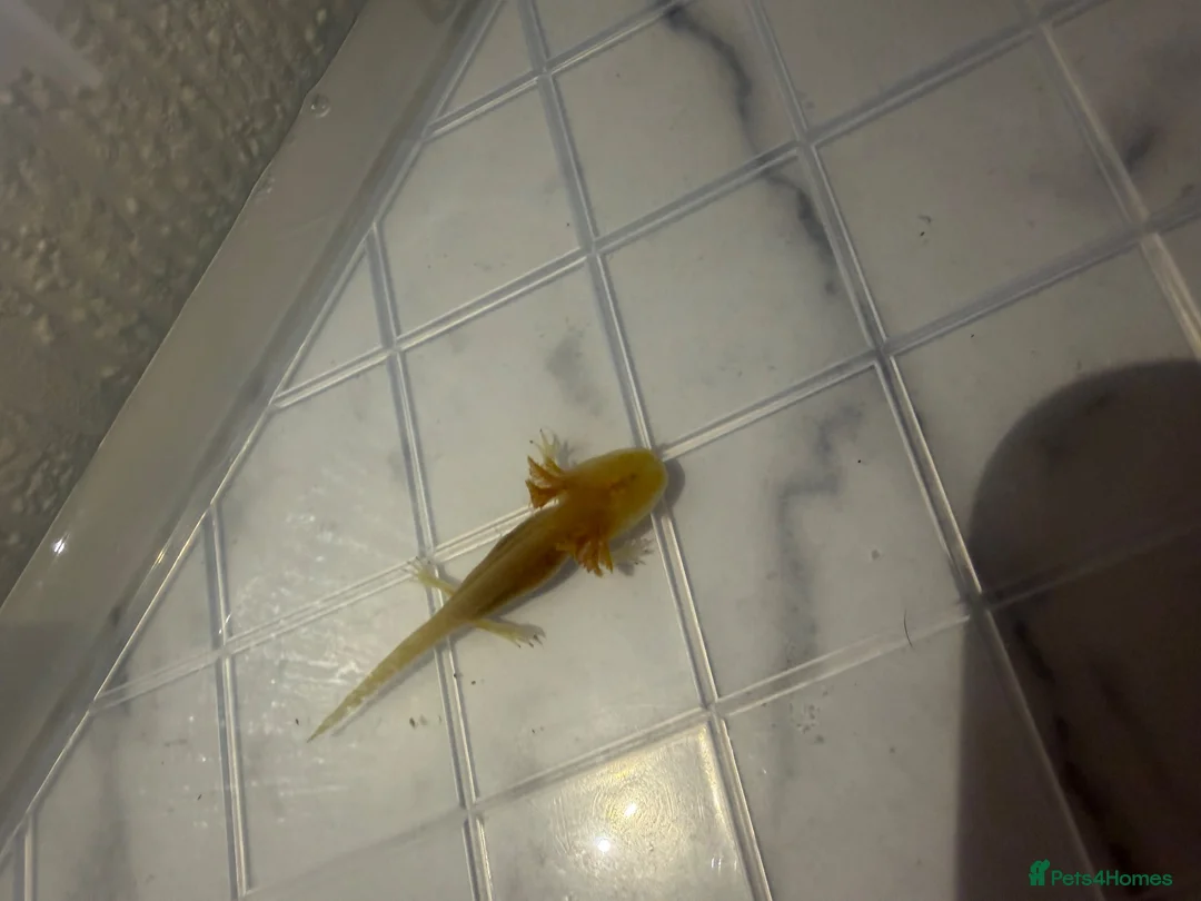 Axolotl reptiles for sale: Axolotl in Exeter - Advert 2