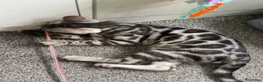 Bengal 1