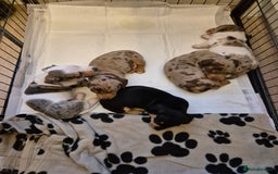 Miniature Dachshund dogs for sale: miniature daschund from £1200 - £1000 - Image 1