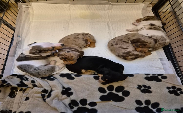 Miniature Dachshund dogs - Advert 1