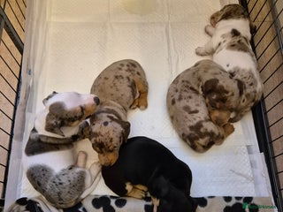 Miniature Dachshund dogs - Advert 1