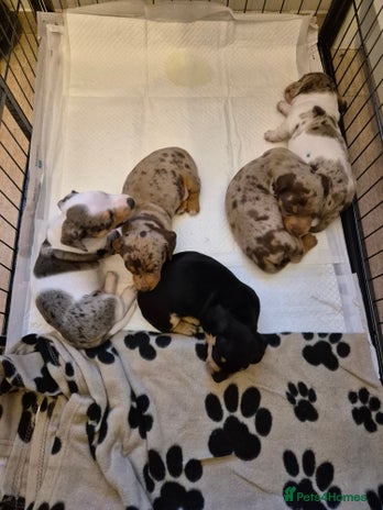 Miniature Dachshund dogs - Advert 5