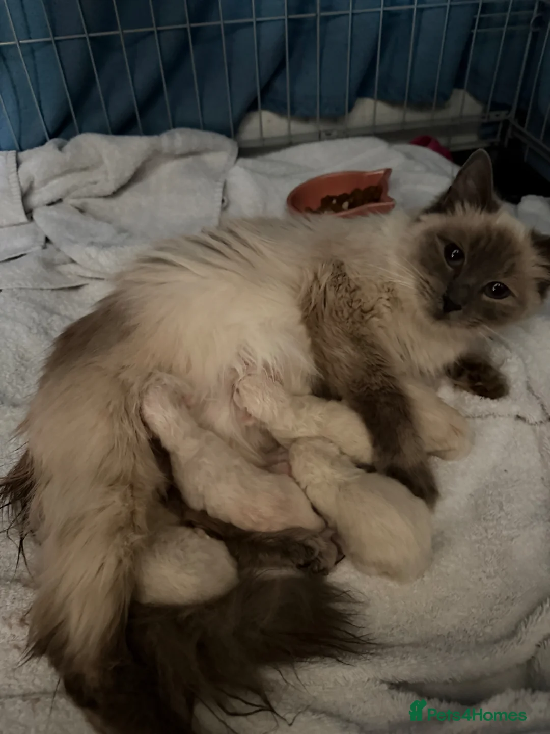 Ragdoll cats for sale: 5 Ragdoll kittens born today  - Advert 3