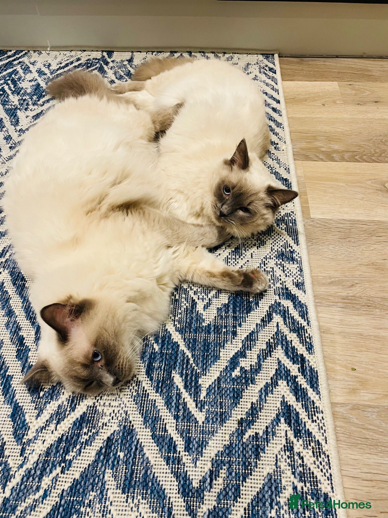 Ragdoll cats Beautiful blue point bonded Ragdoll pair  - Advert 1