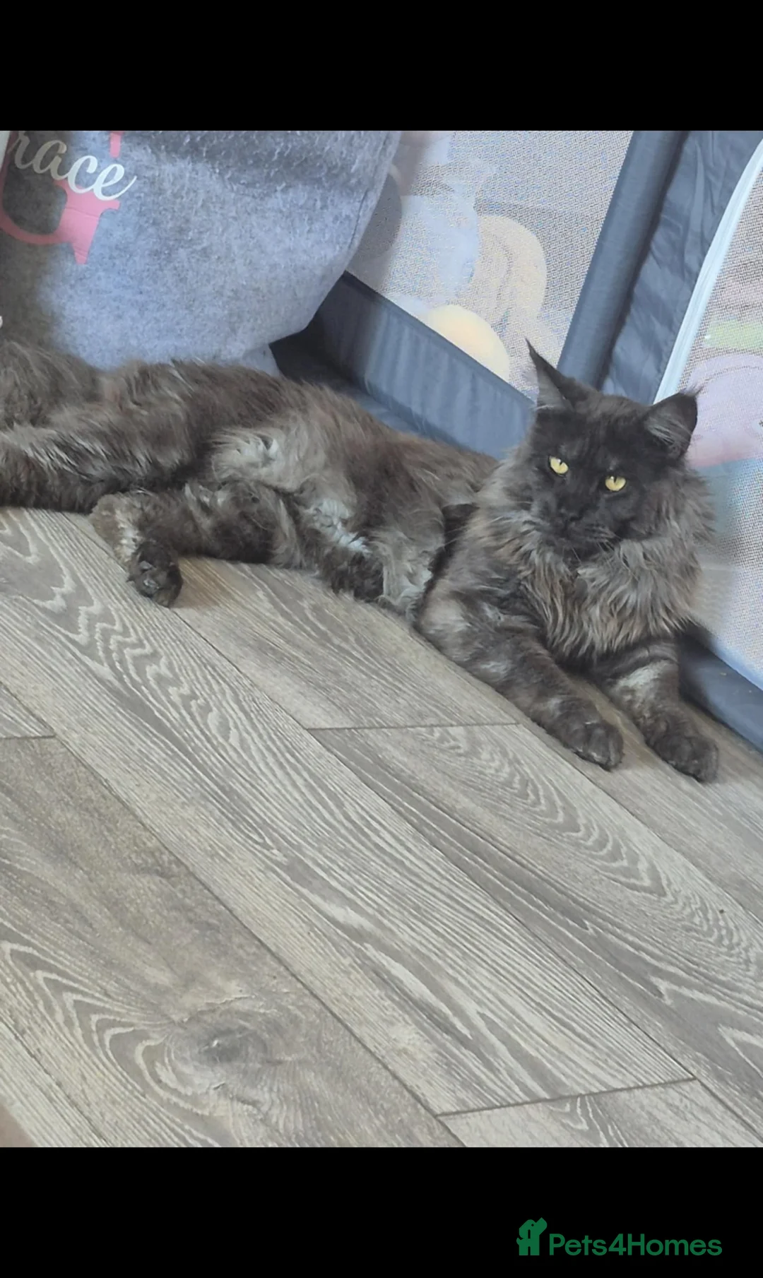 Maine Coon cats for sale: Beautiful Maine Coon Kittens available  - Advert 14