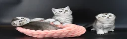 Scottish Fold cats for sale: LICENSED CATTERY PURE BREED TOP QUALITY KITTENS - Advert 36
