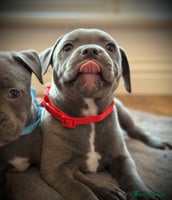 Staffordshire Bull Terrier dogs - Advert 8