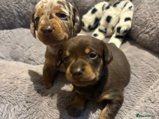 Miniature Dachshund dogs Stunning Miniature Dachshund puppies - Advert 11