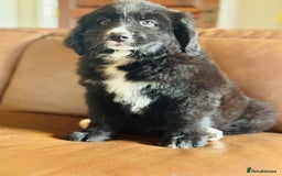 Mixed Breed dogs for sale: Labernese x Bernese mountain dog puppies READY NOW - Image 2