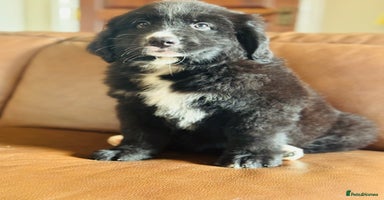 Mixed Breed dogs - Advert 9