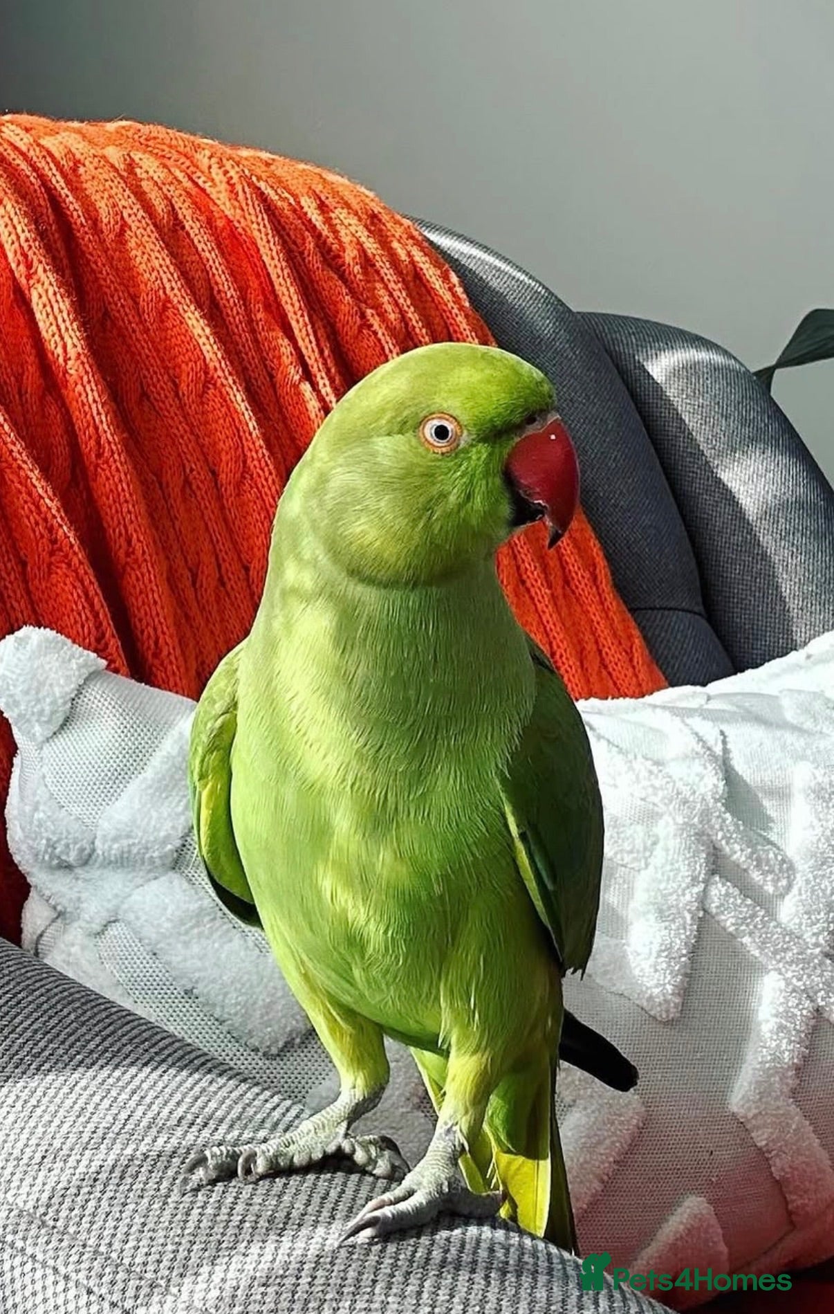 Parrots birds Baby green ring neck  tamed talking parrot  - Advert 21