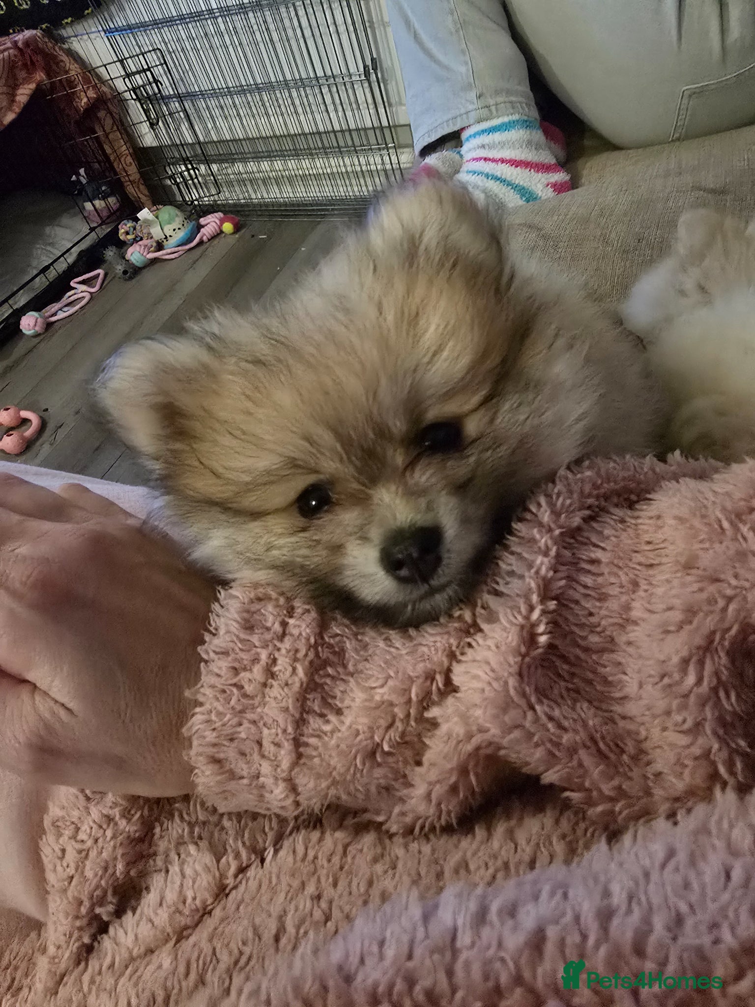 Pomeranian dogs Last little girl looking for her forever home - Advert 1