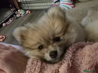 Pomeranian dogs Last little girl looking for her forever home - Advert 1