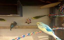 Budgerigars birds for sale: Budgies for sale - Image 4