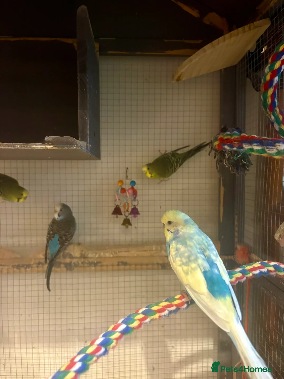 Budgerigars birds for sale: Young Budgies for sale - Advert 4