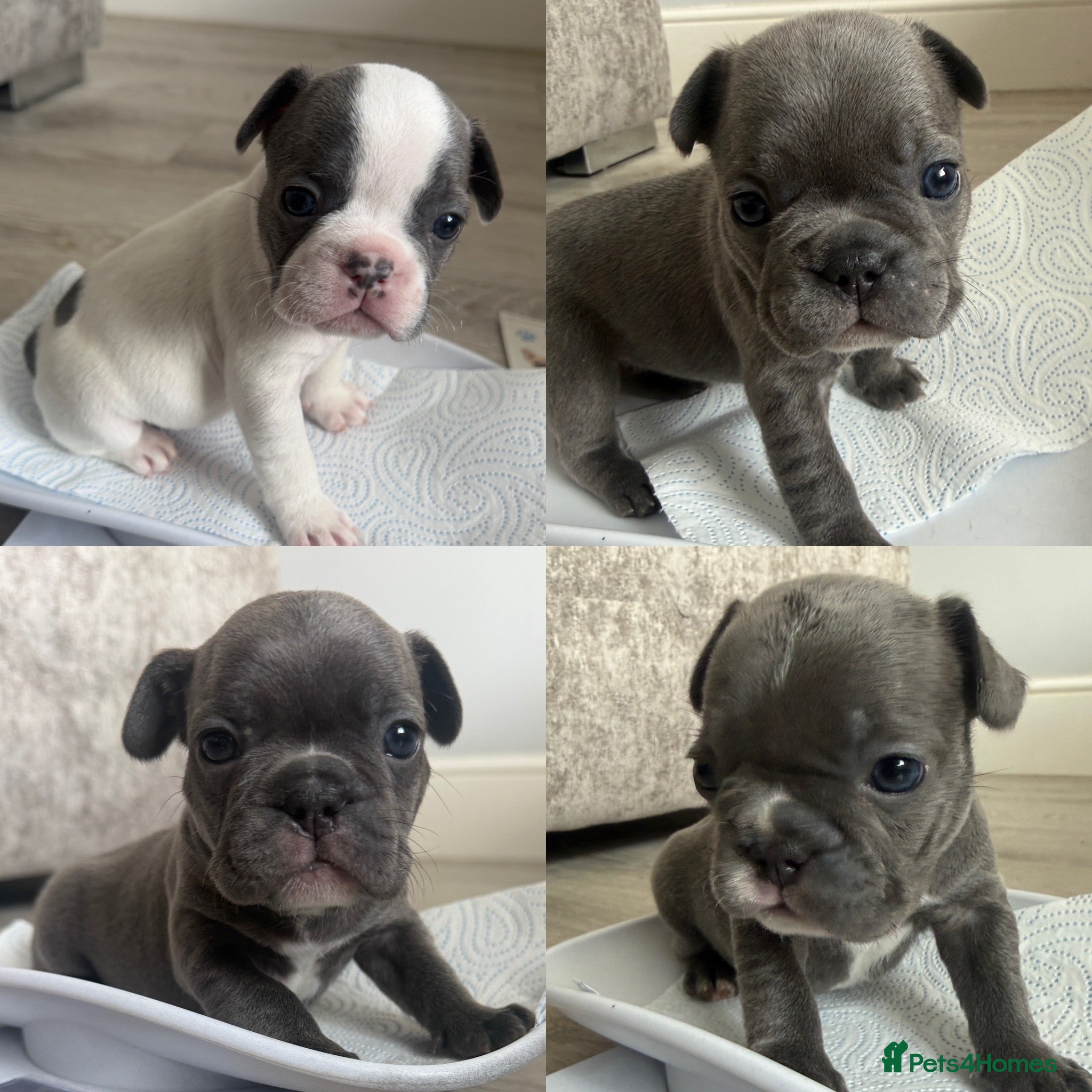 French Bulldog dogs KC registered French bulldog puppies  - Advert 8