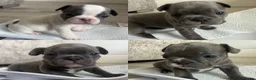 French Bulldog dogs for sale: KC registered French bulldog puppies  - Advert 1