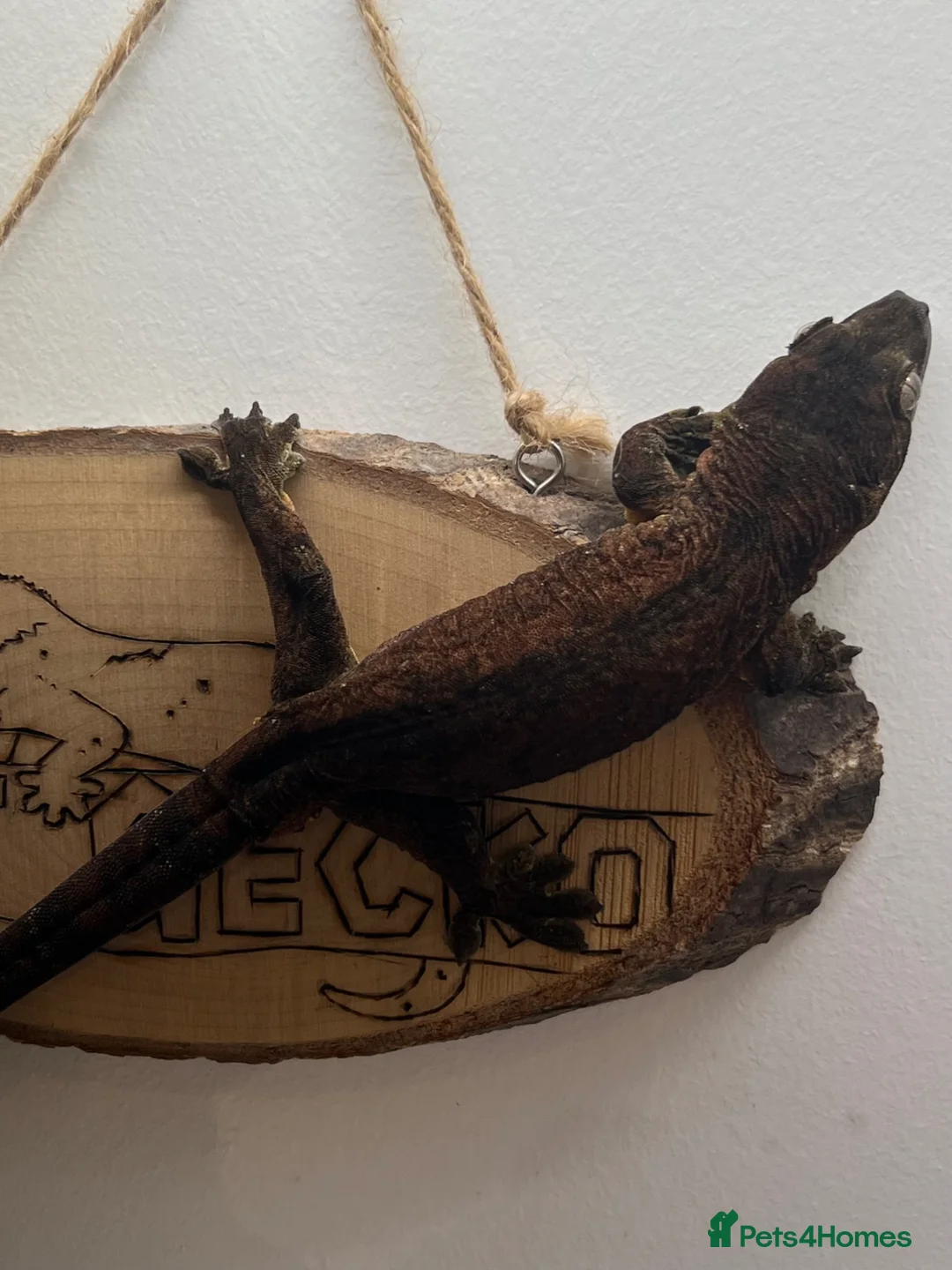 Gecko reptiles for sale: CB22 Pine Island Chahoua Gecko - Advert 2