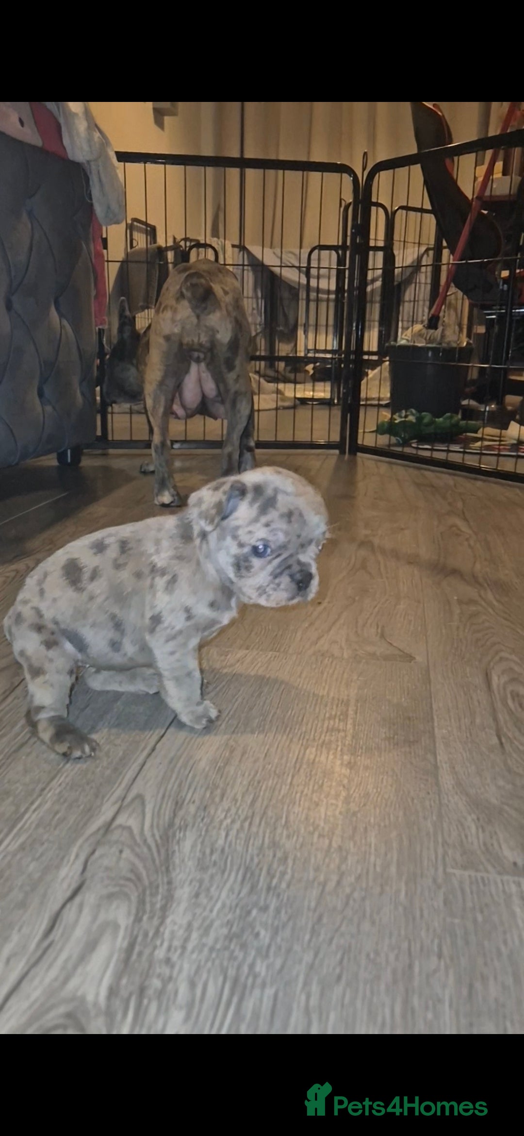 French Bulldog dogs for sale: DWKC beautiful French bulldogs prices negotiable - Advert 22