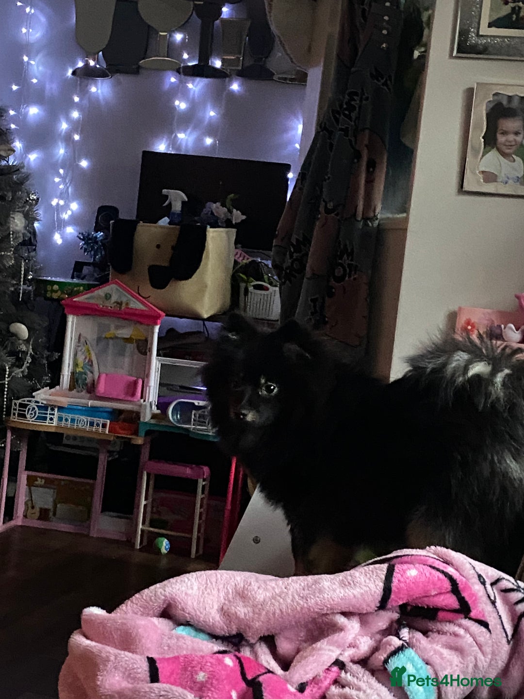 Pomeranian dogs for sale: Bkack and tan fox faced Pomeranian  - Advert 3