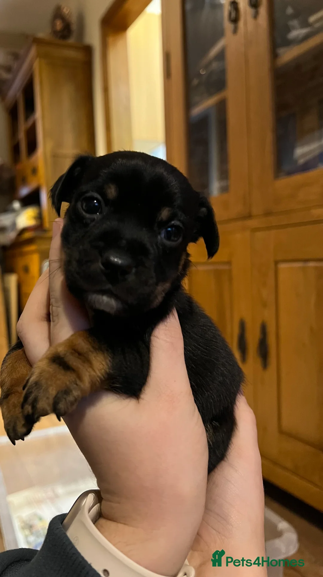 Jack Russell dogs for sale: Gorgeous tri Jack Russel Puppies  - Advert 5