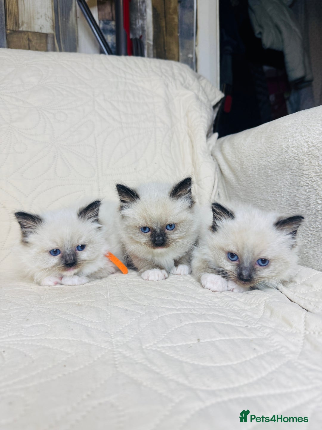 Ragdoll cats for sale: GCCF Pure Ragdoll Seal/Blue Point Lynx Mitted - Advert 17