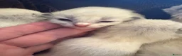 Ragdoll cats for sale: Beautiful 100% ragdoll babies - Advert 3