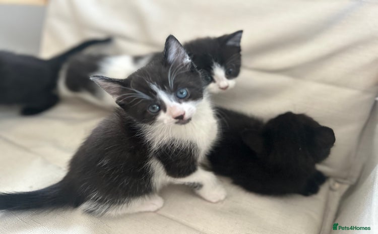 Mixed Breed cats - Advert 4