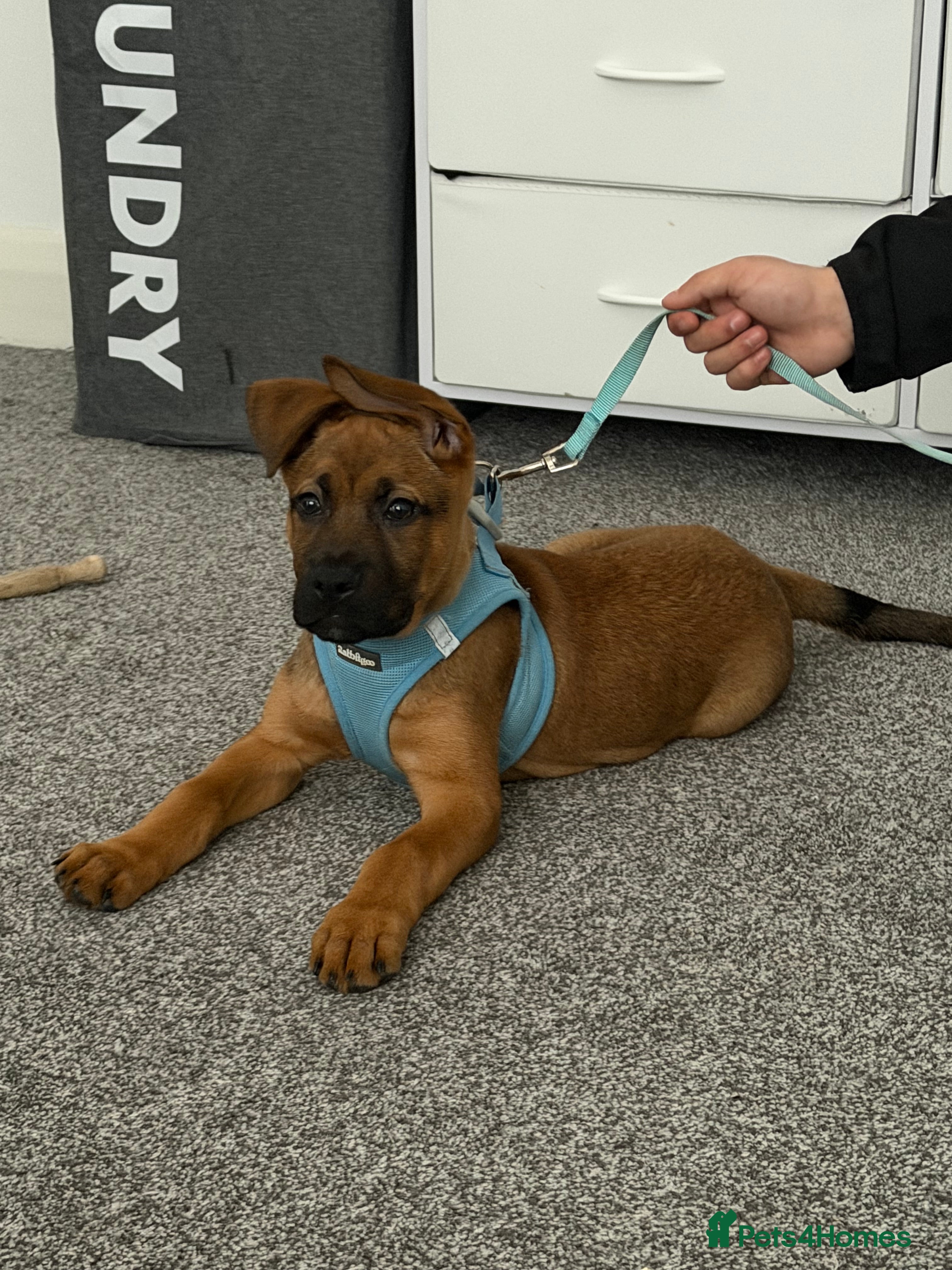 Mixed Breed dogs Male German Shepherd x Rotweiller Puppy - Advert 5