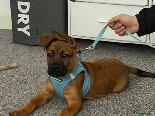 Mixed Breed dogs Male German Shepherd x Rotweiller Puppy - Advert 5