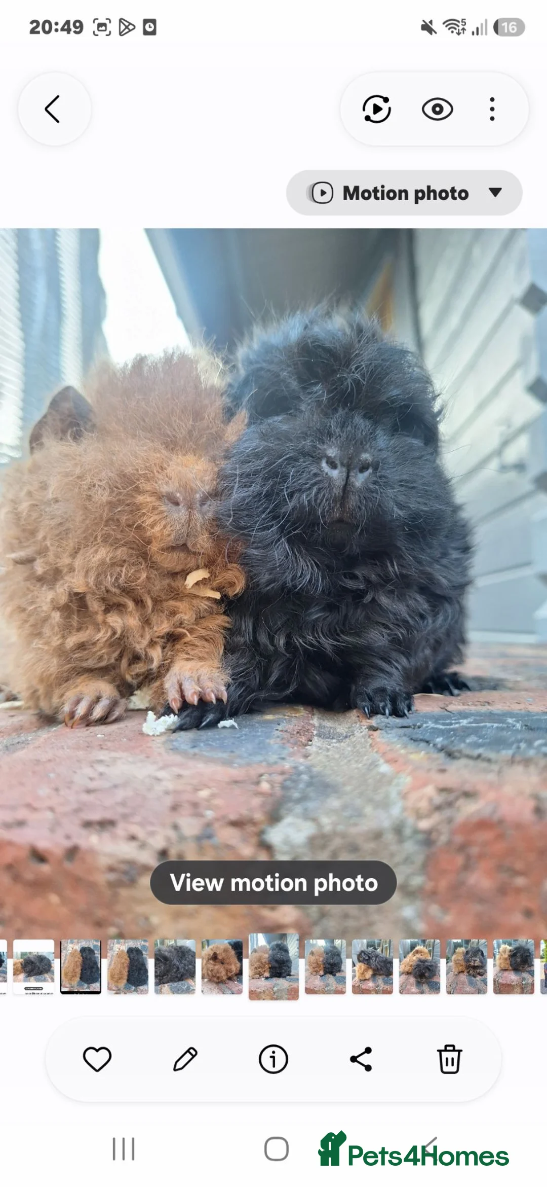 Guinea Pig rodents for sale: Pair of Gorgeous super friendly boy guinea pigs - Advert 2