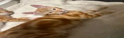 Mixed Breed cats for sale: Three beautiful ginger kittens  - Advert 7