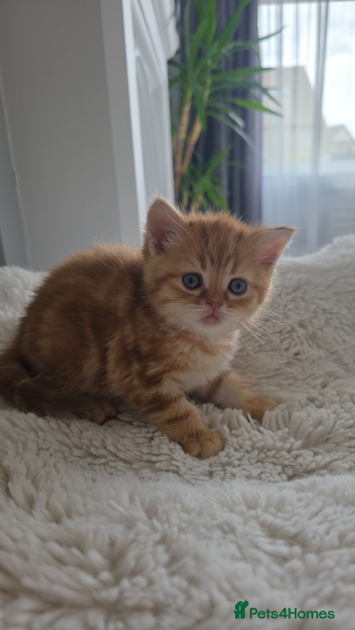 Scottish Fold cats Purebred kitten, best in UK - Advert 2