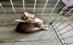 Mixed Breed cats for sale: Cuddly mixed breed kittens - Image 3