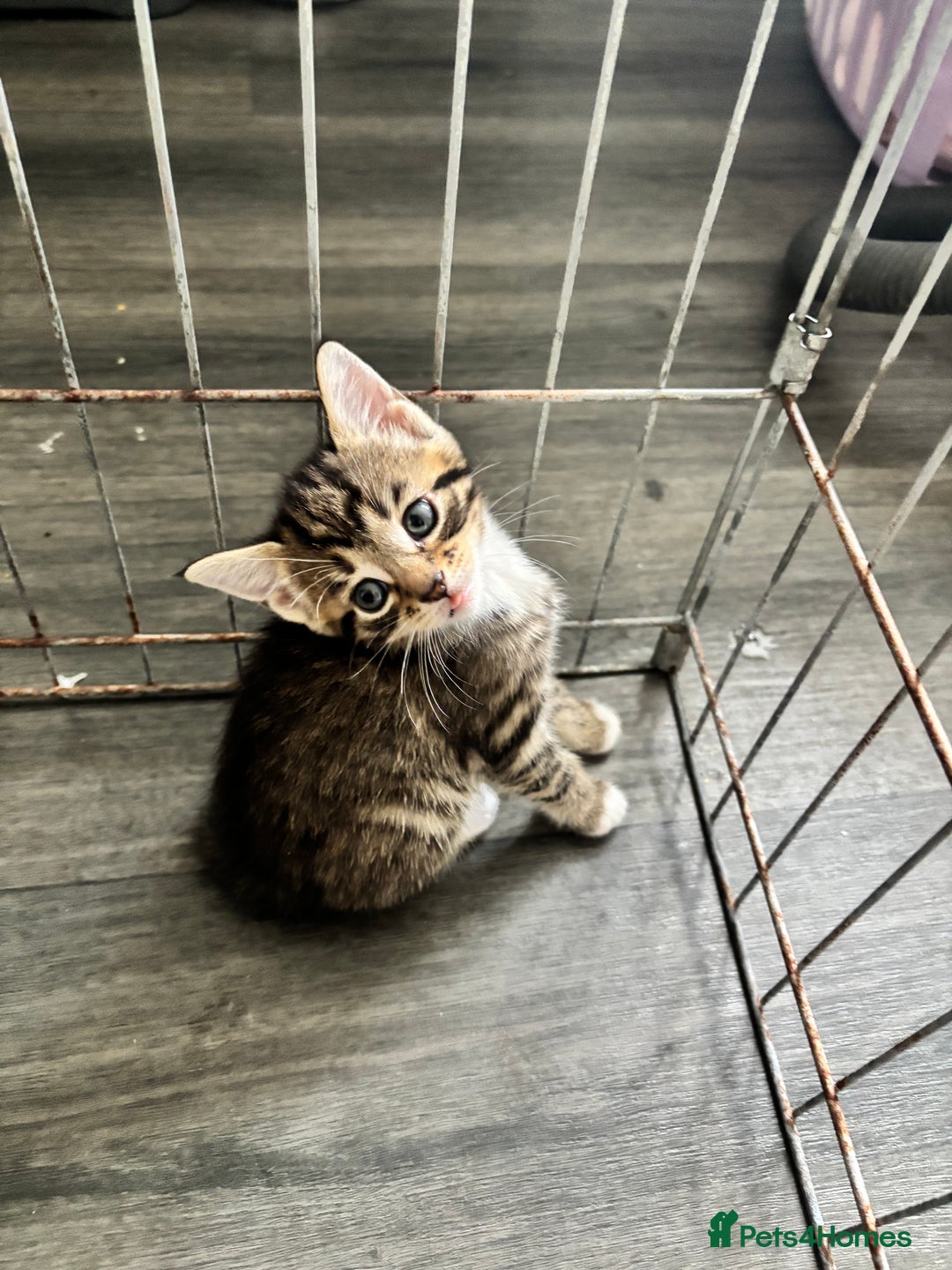 Mixed Breed cats for sale: Cuddly mixed breed kittens - Image 3